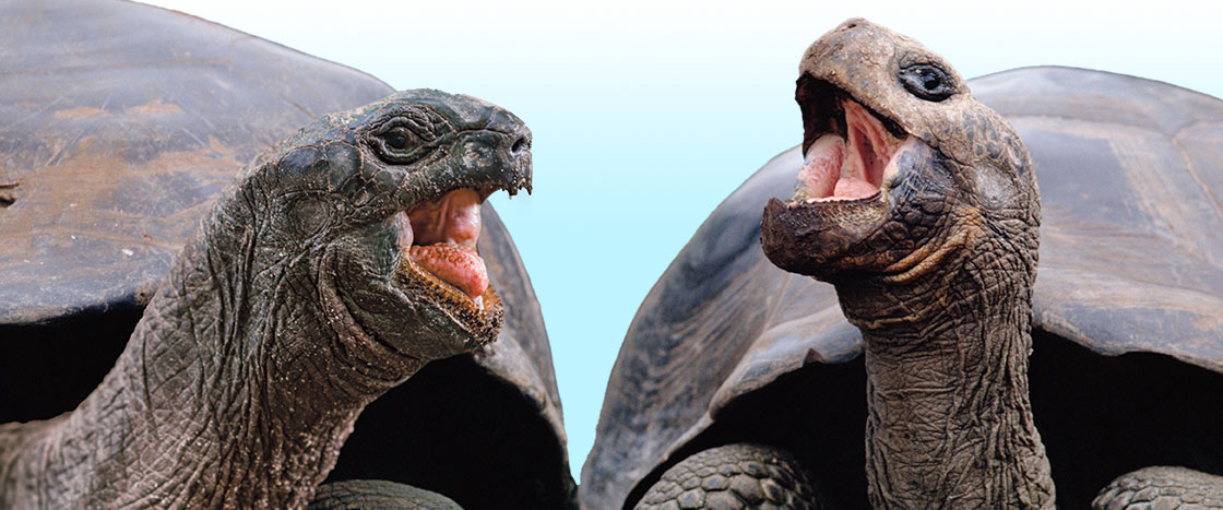 Two large turtles laughing