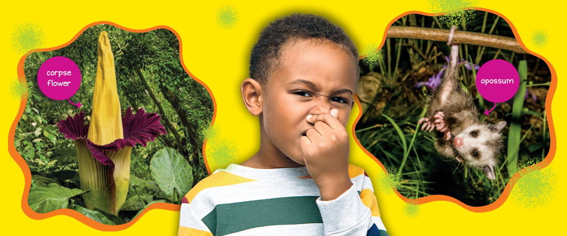 A boy holding his nose. In the backgorund is a corpse flower and an opossum.