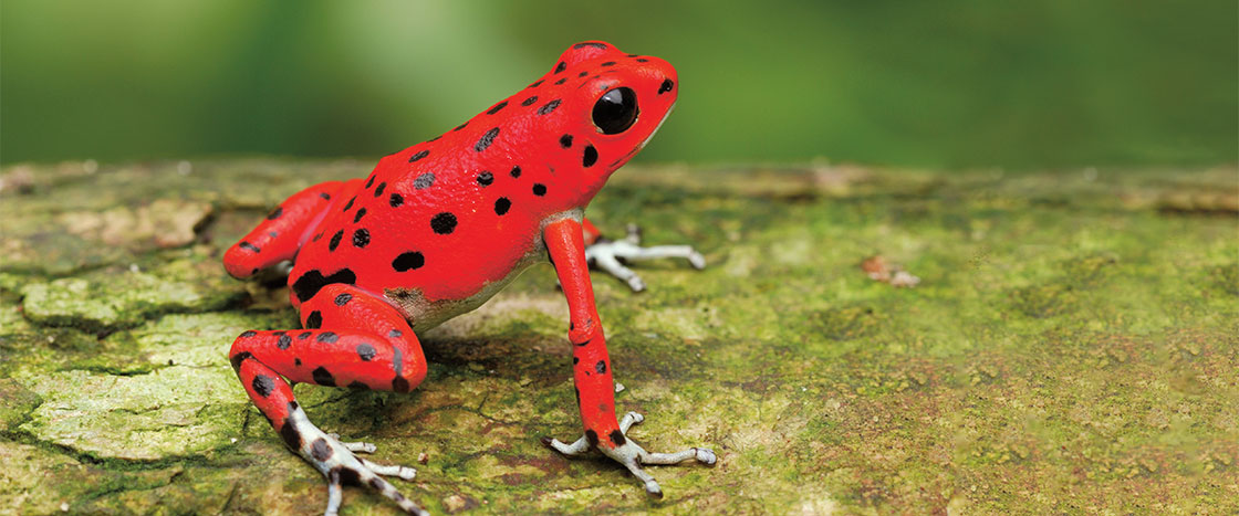 photo of a bright red frog