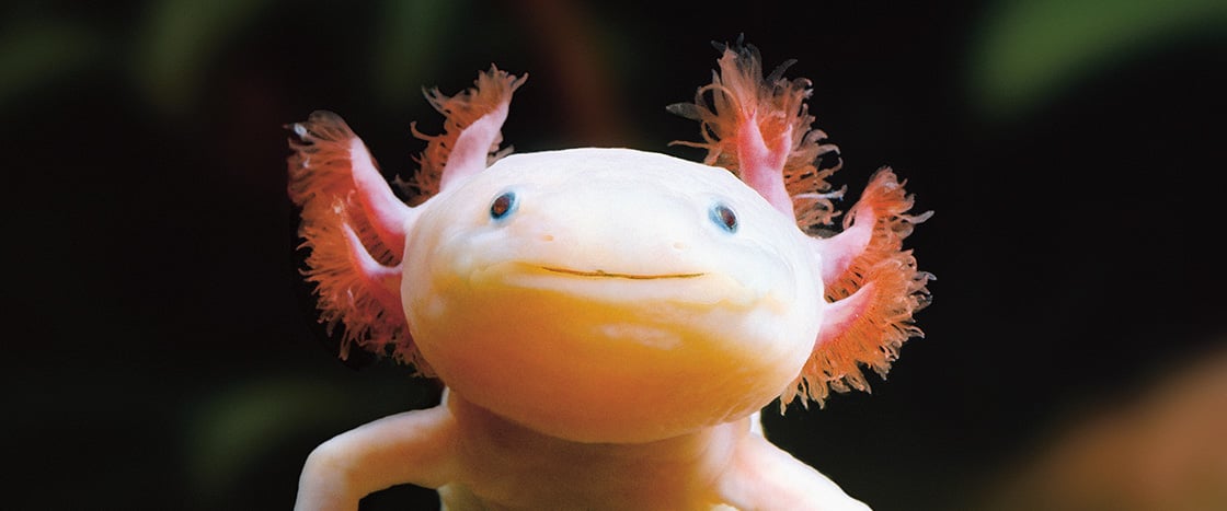 Image of an axolotl