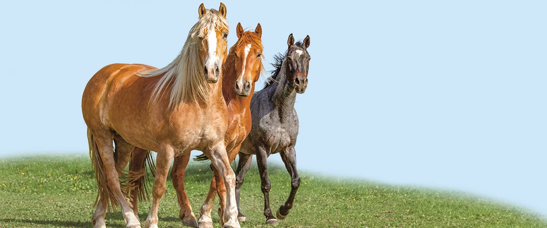 Image of three different horses running in a grassy field