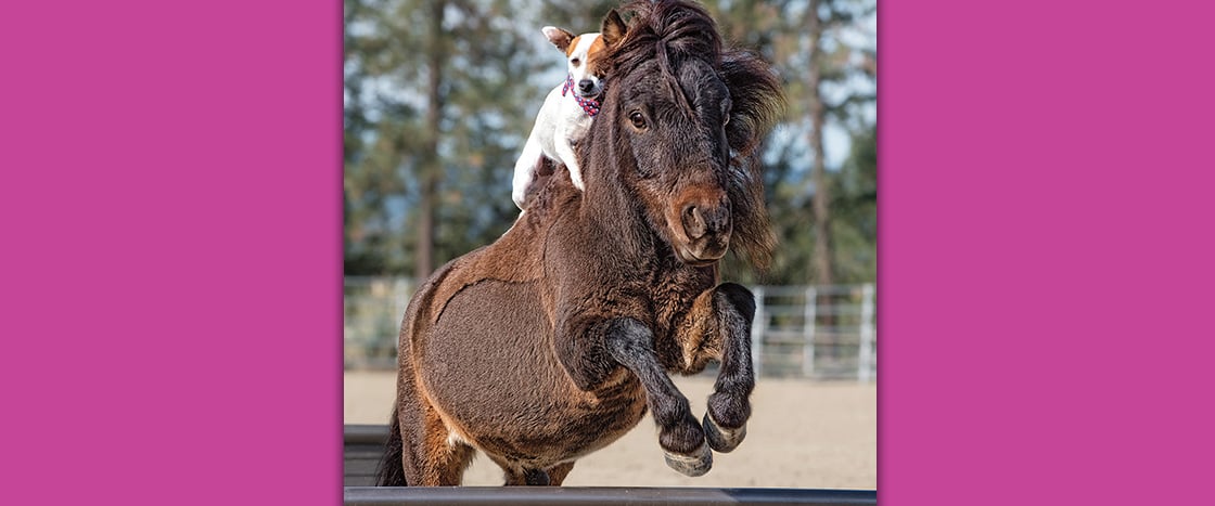 Image of a dog riding a little horse