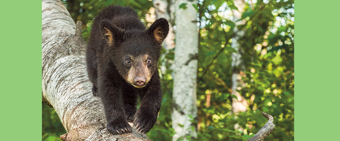 Photo of a baby bear walking across a tree branch