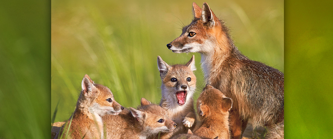 An adult fox stands alert beside four fox kits that cluster and vocalize together in tall grass