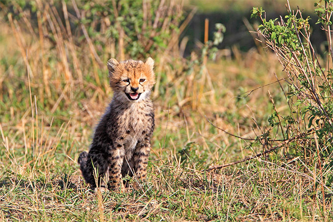 Little best sale cheetah cat